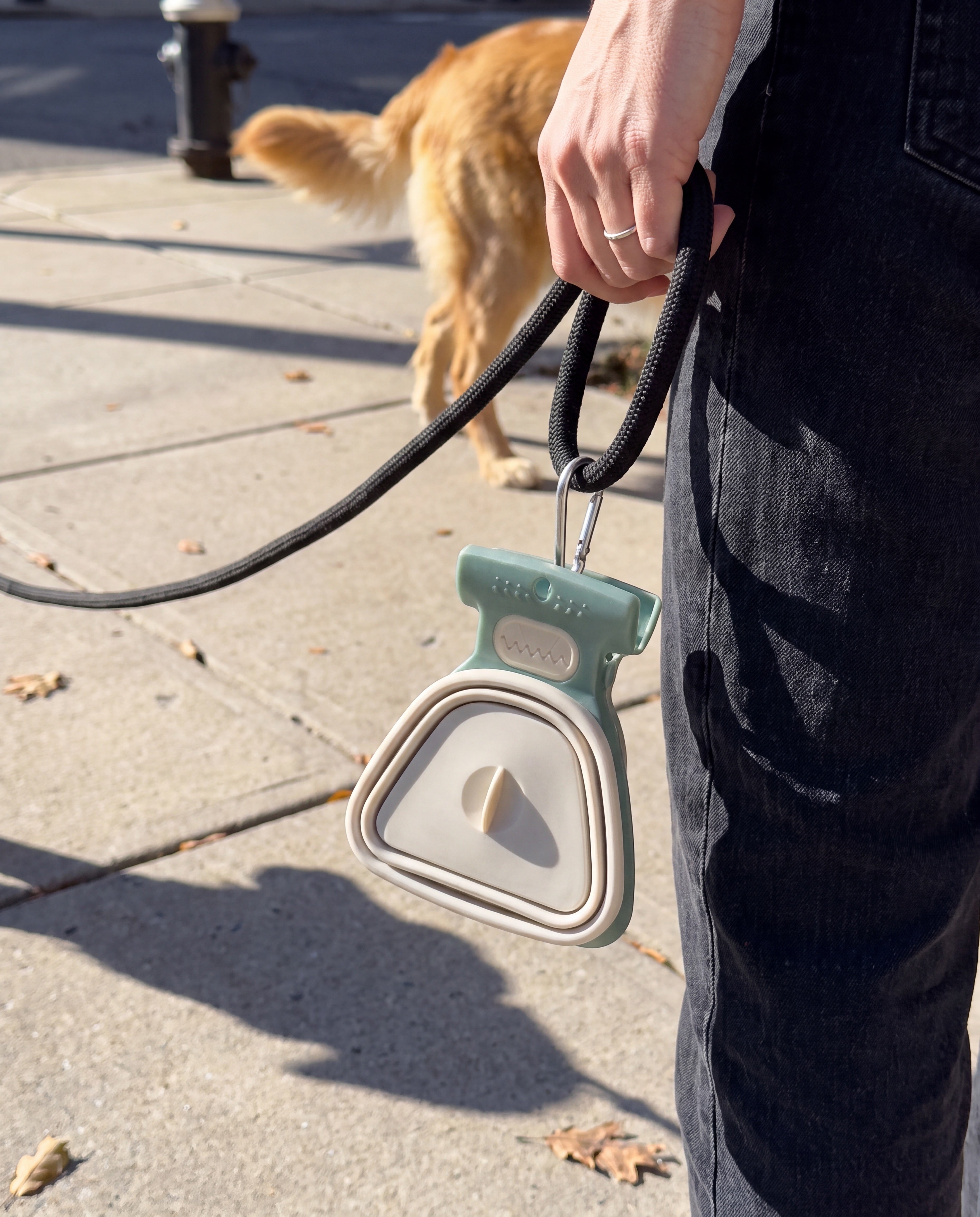 Scoopy close-up — clipped to leash on a walk