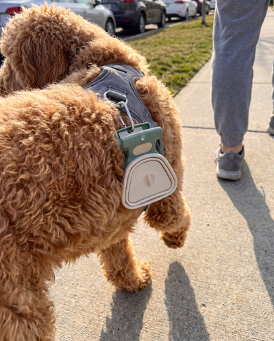 Scoopy Poop Catcher